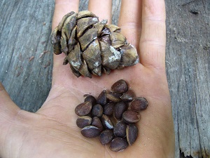 noix pinus cembra (pin cembro)